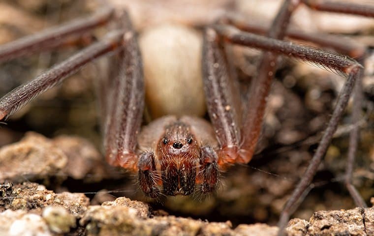 Brown Spiders in Texas