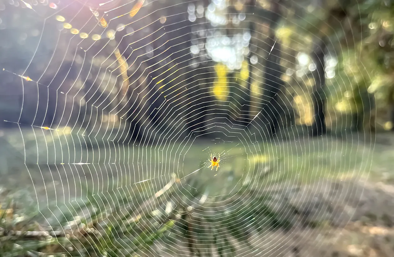 deadly spiders in texas