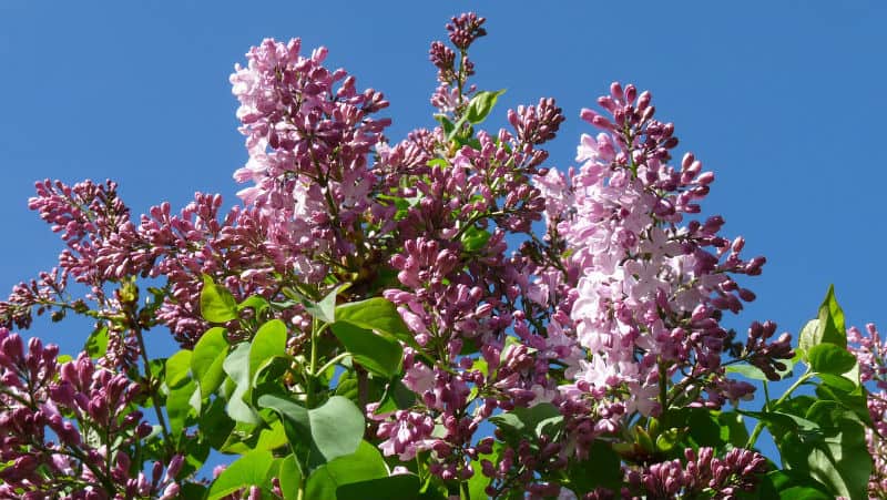 What is the Texas Lilac Tree?