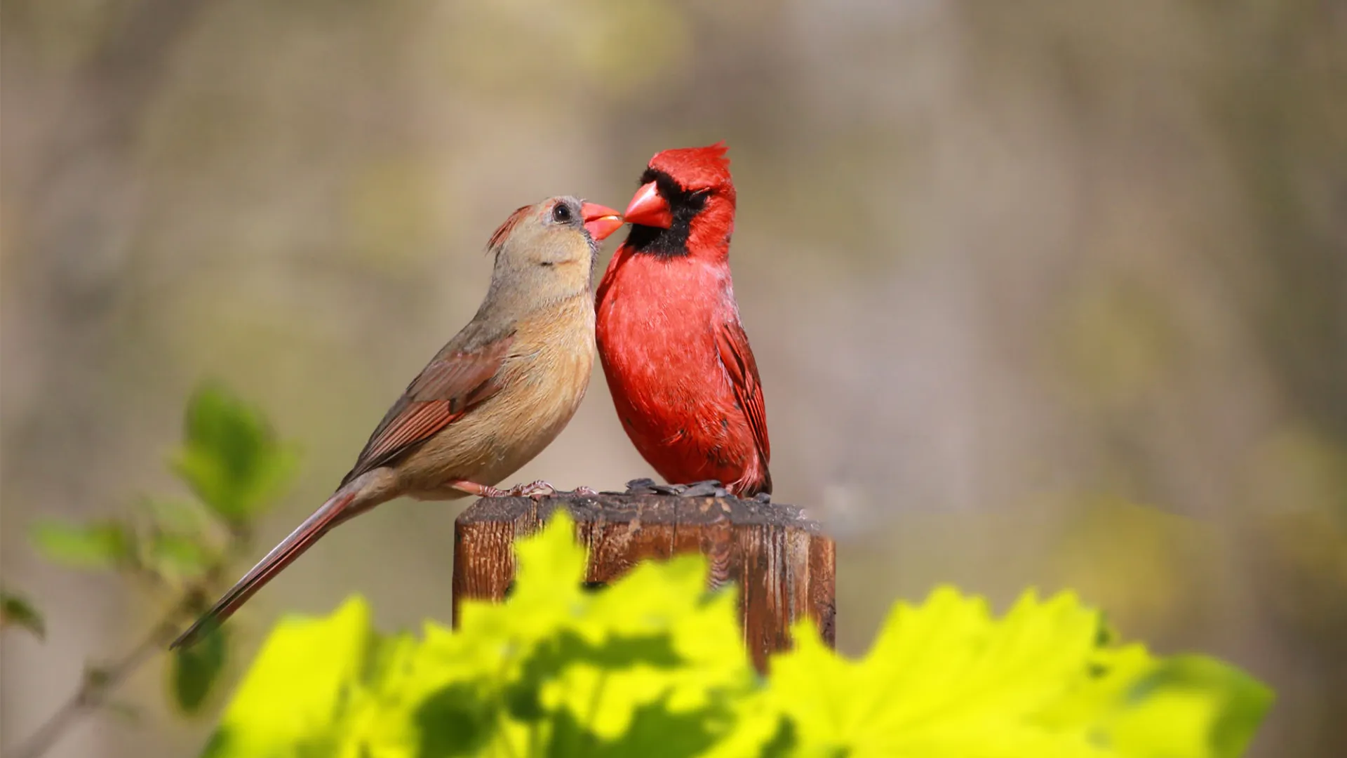 Exploring the Red Birds of Texas