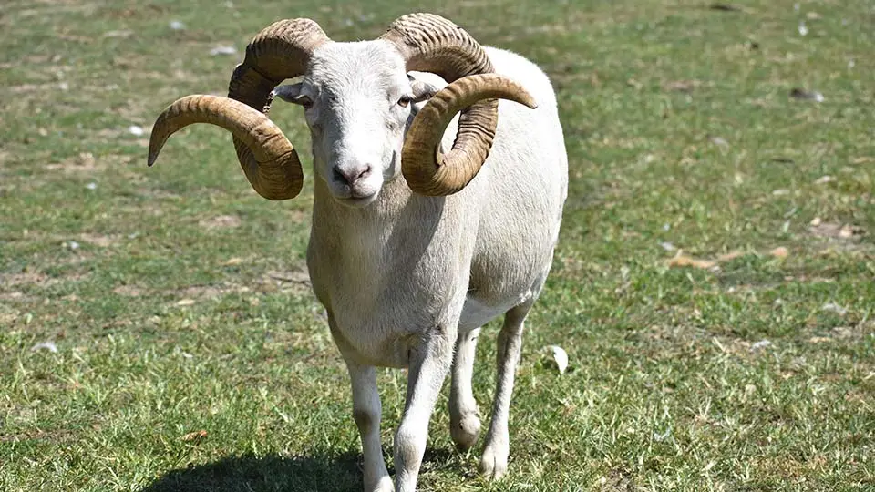 What Are Texas Dall Sheep? A Close Look