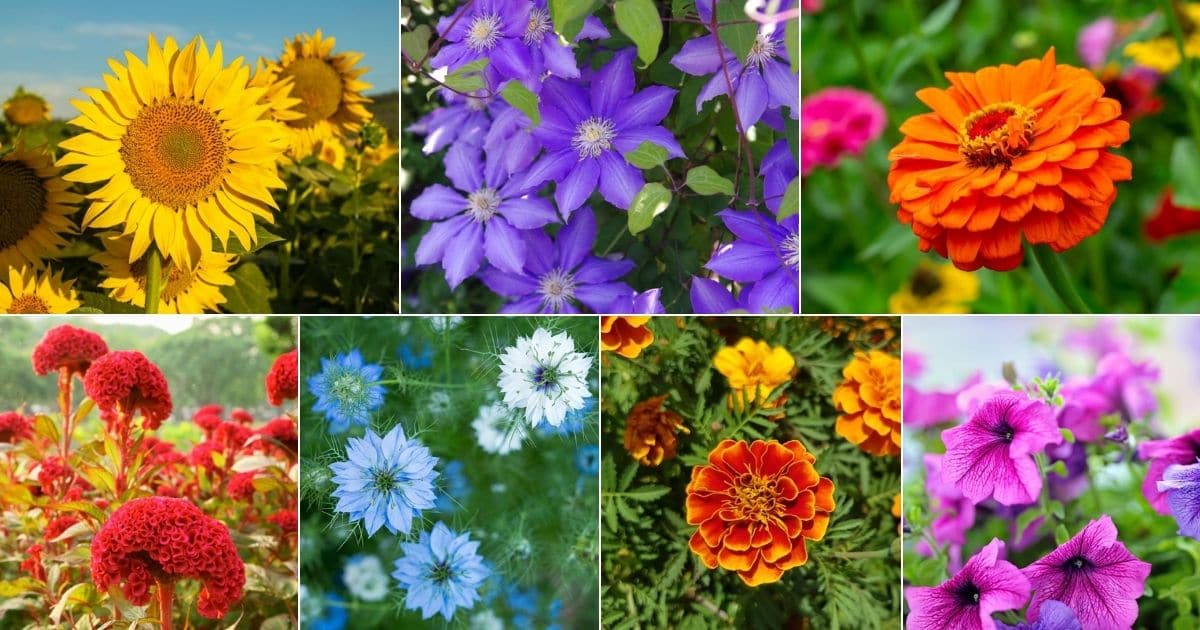 Best Plants for Central Texas