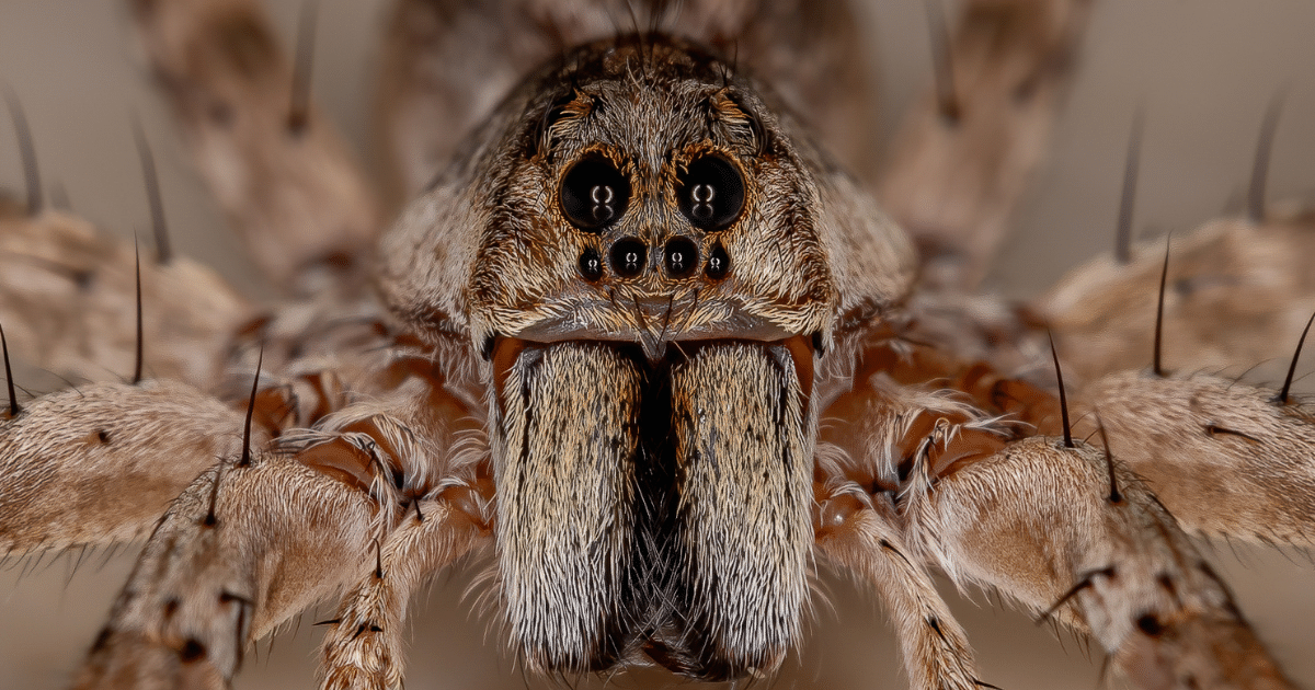 Understanding Texas House Spiders: What You Need to Know