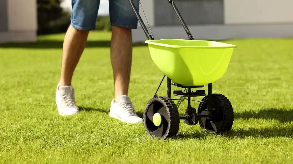 Common Mistakes to Avoid When Overseeding