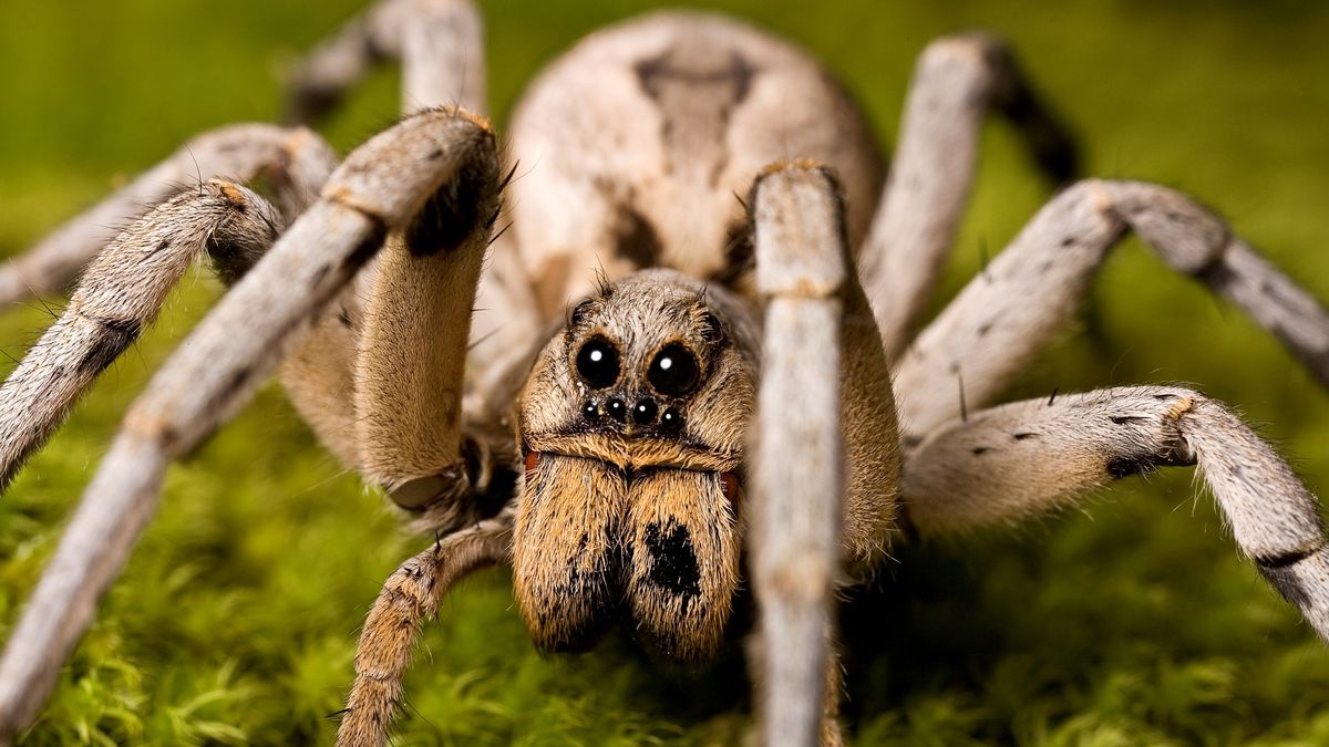 How to Handle Brown Spiders