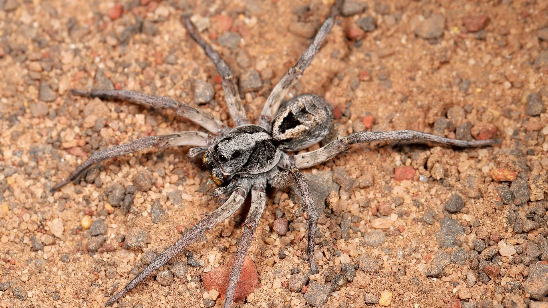 Identifying & Controlling Wolf Spiders in North Texas | Integra Pest & Lawn