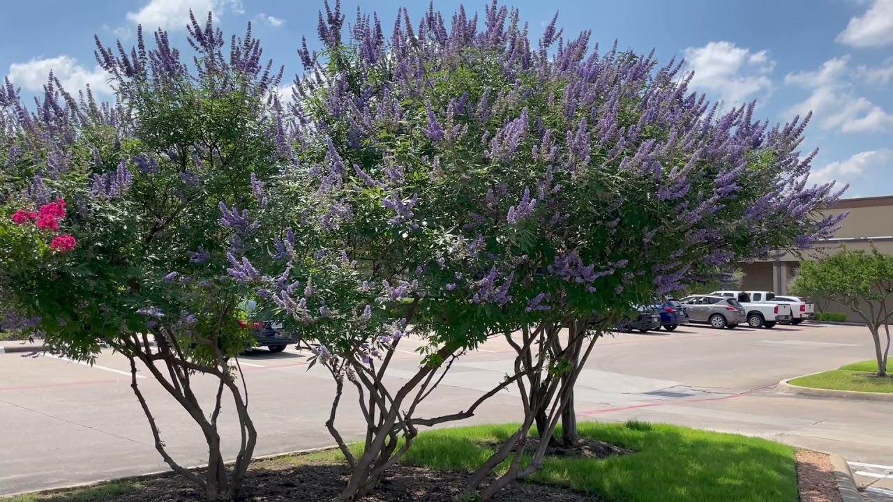 everything you need to know about the vitex tree in texas