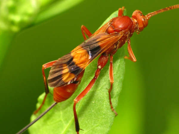 how to handle wasps in texas