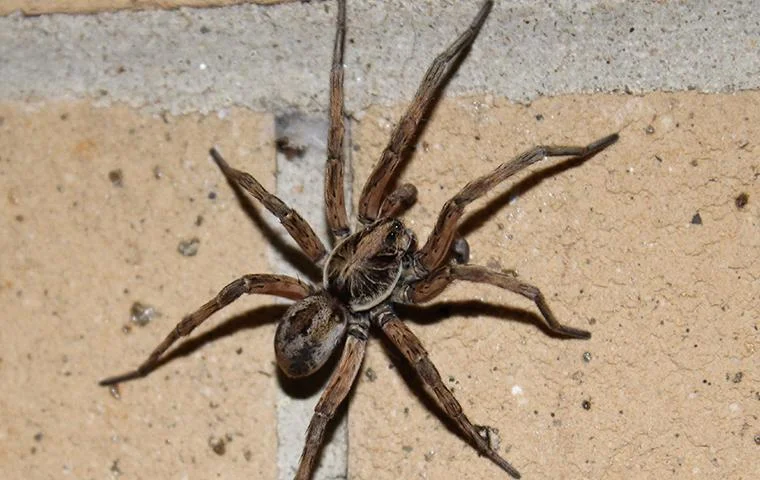 how to identify large spiders in texas