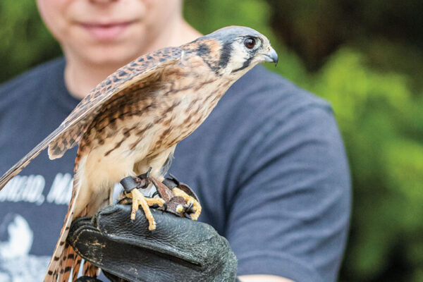 Texas Raptors - Birds of Prey Soaring Over the Lone Star State