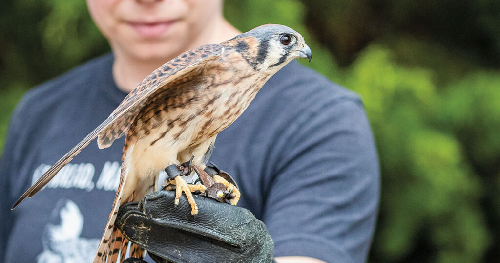 Texas Raptors - Birds of Prey Soaring Over the Lone Star State